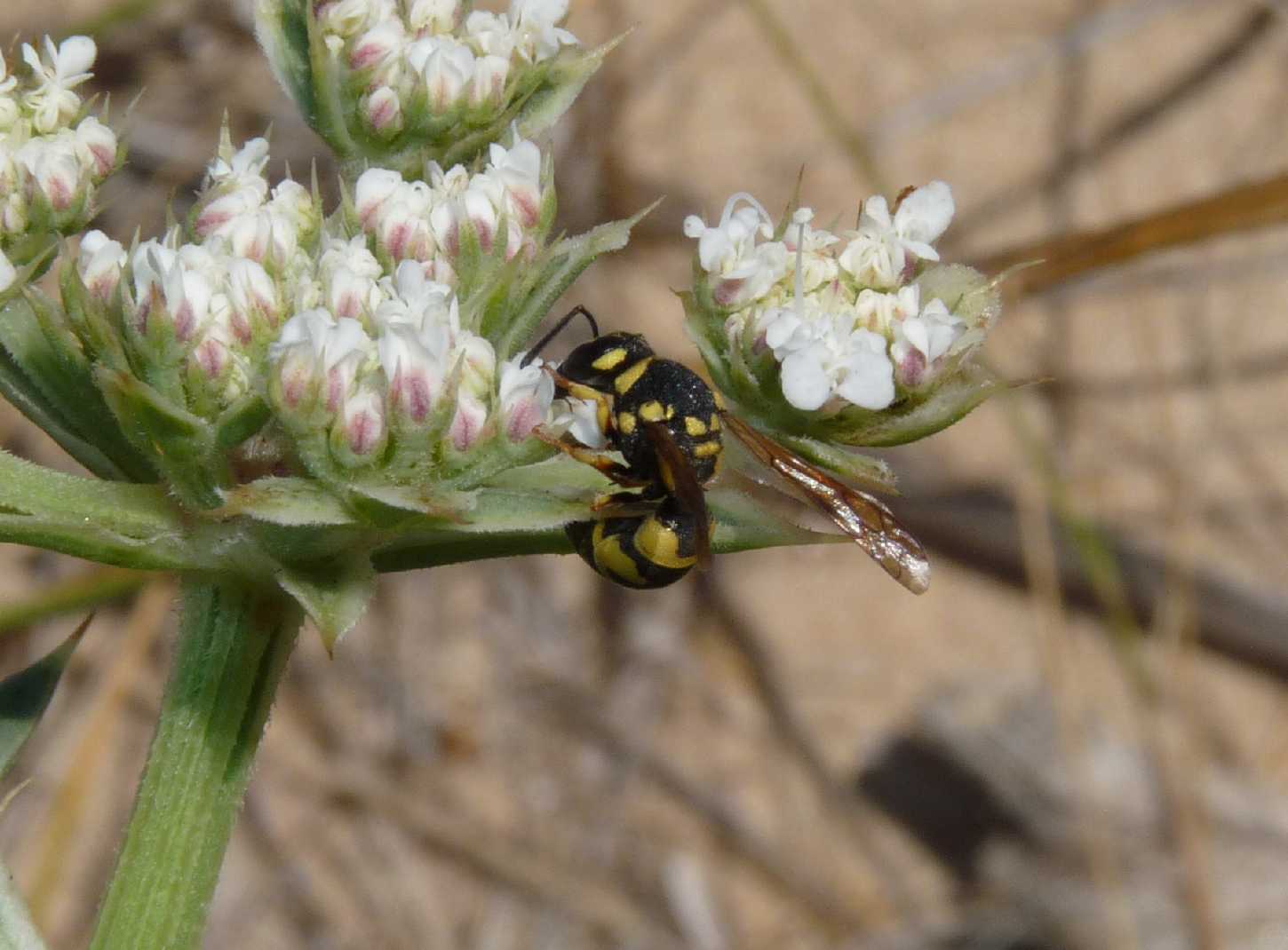 Parodontodynerus ephippium.